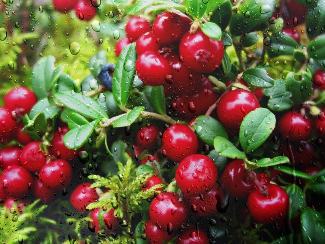 Клюква Болотная (Oxycoccus palustris)