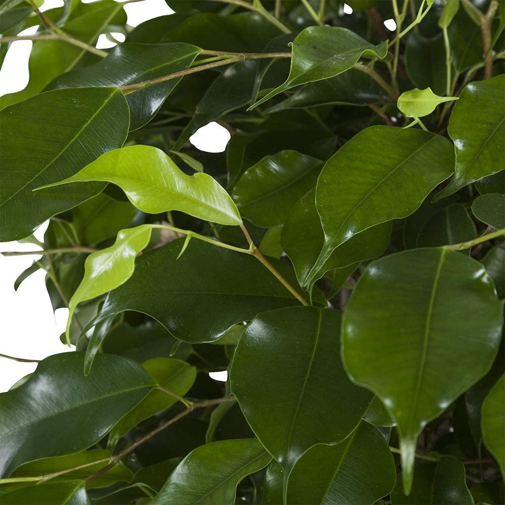 Фикус benjamina Exotica