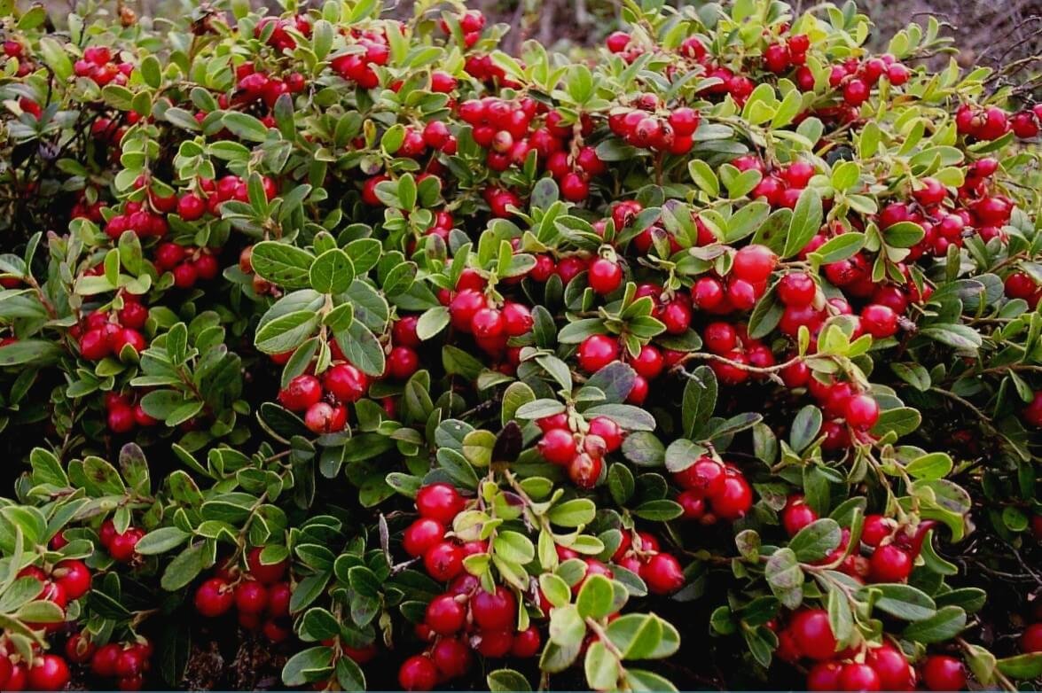 Брусника Vaccinium Vitis-idaea Runo Bielawskie