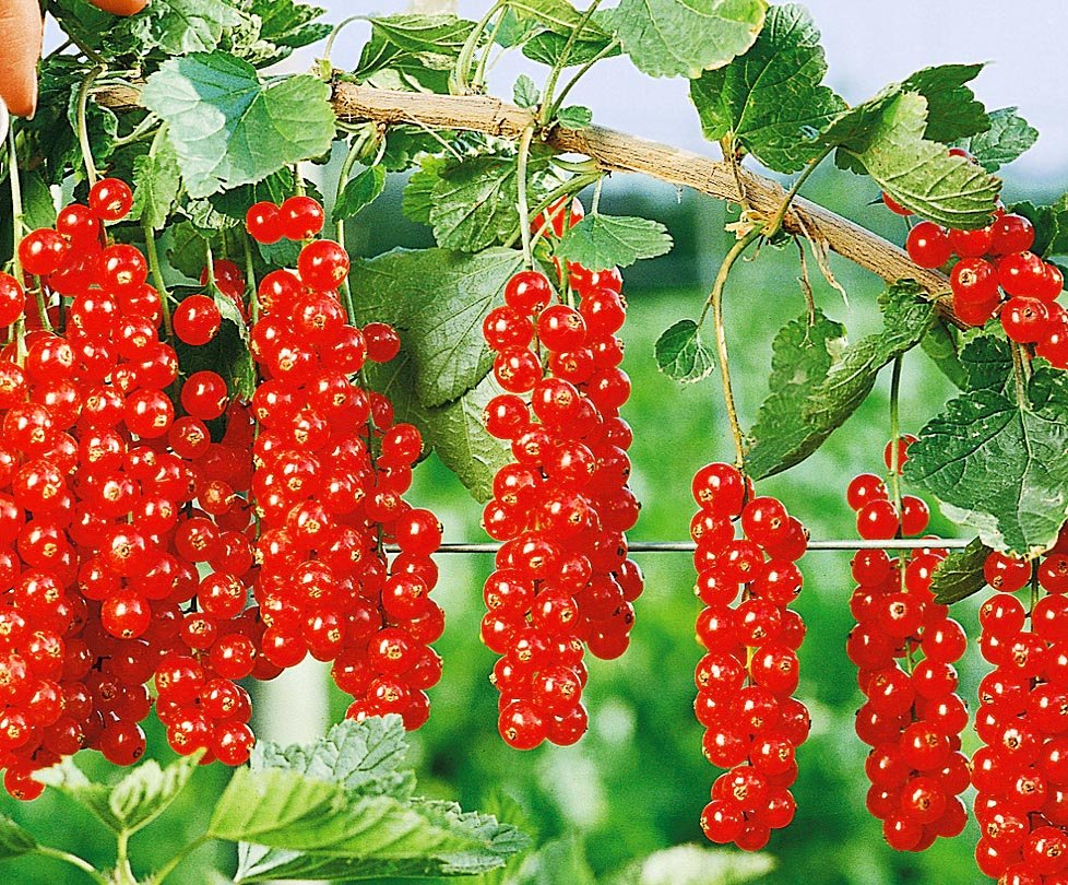 Ранние ягоды кусты
