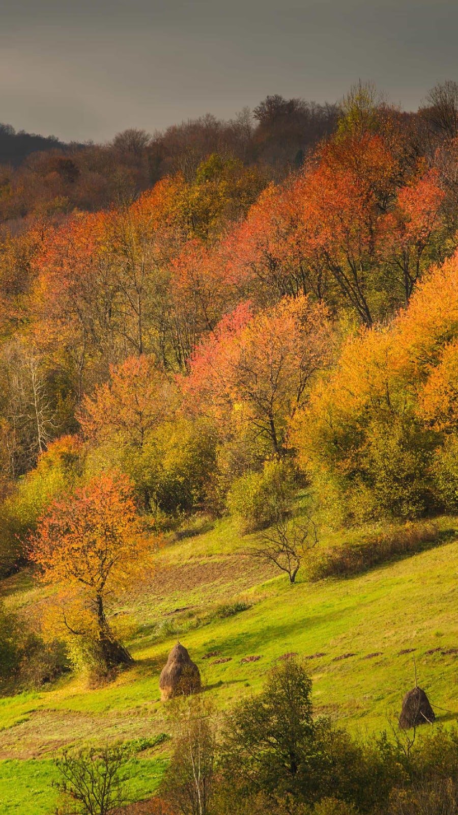 Богатая осень