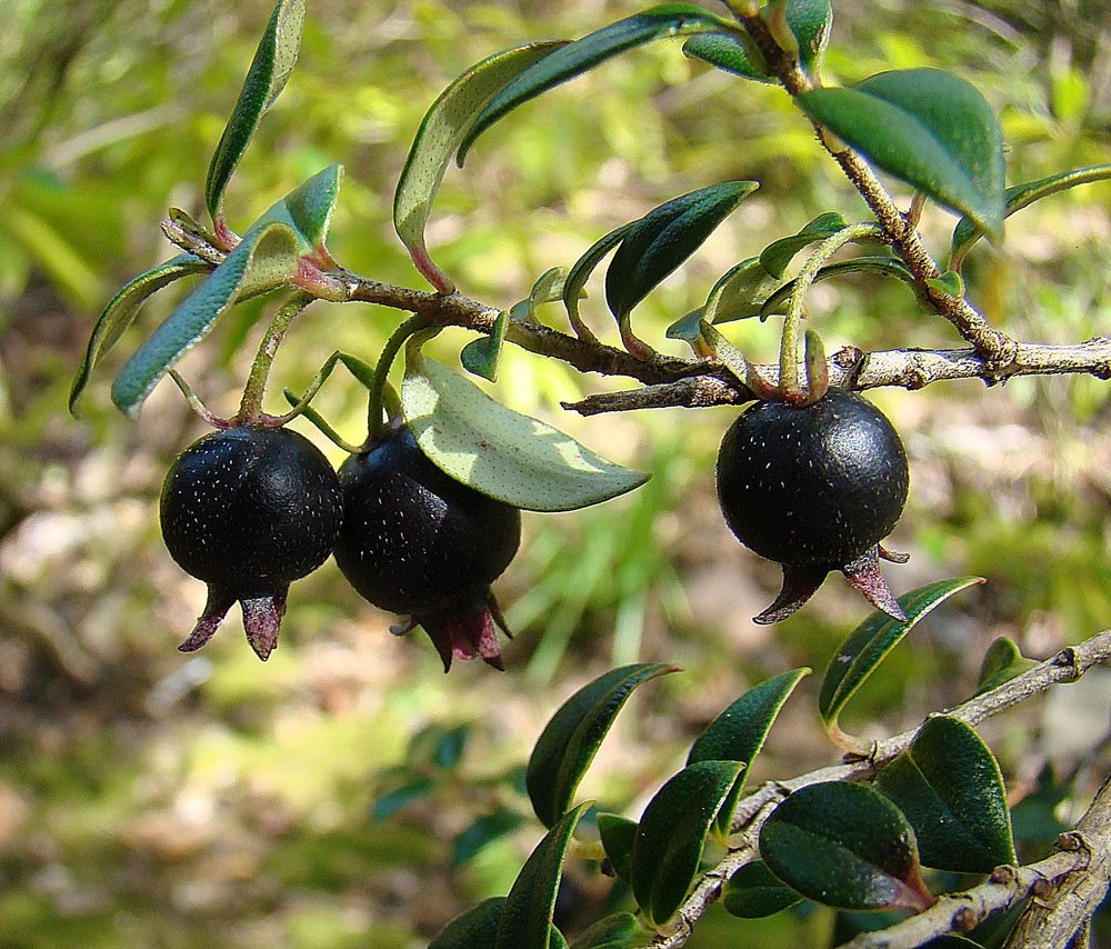 Ugni myricoides