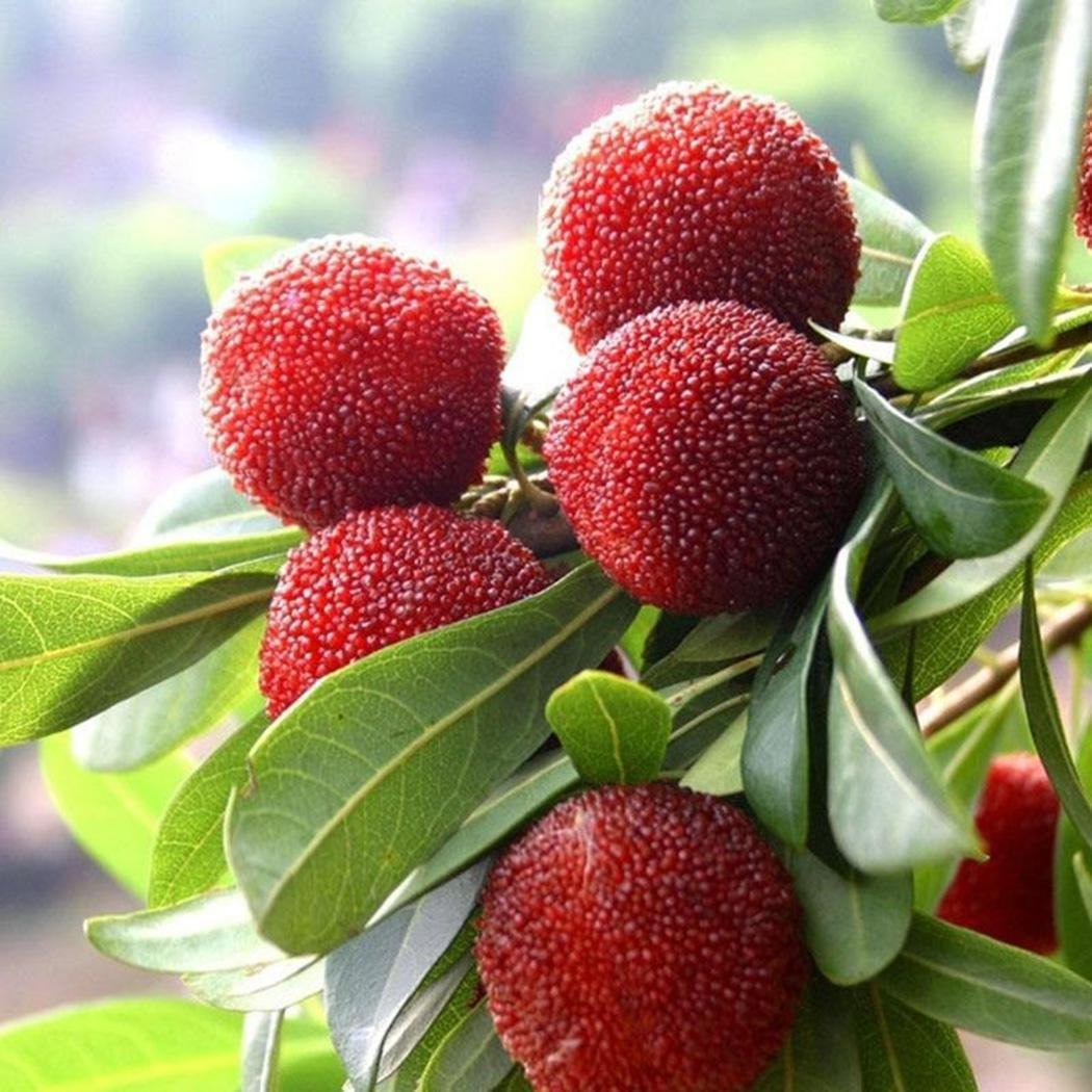 Восковница Myrica rubra