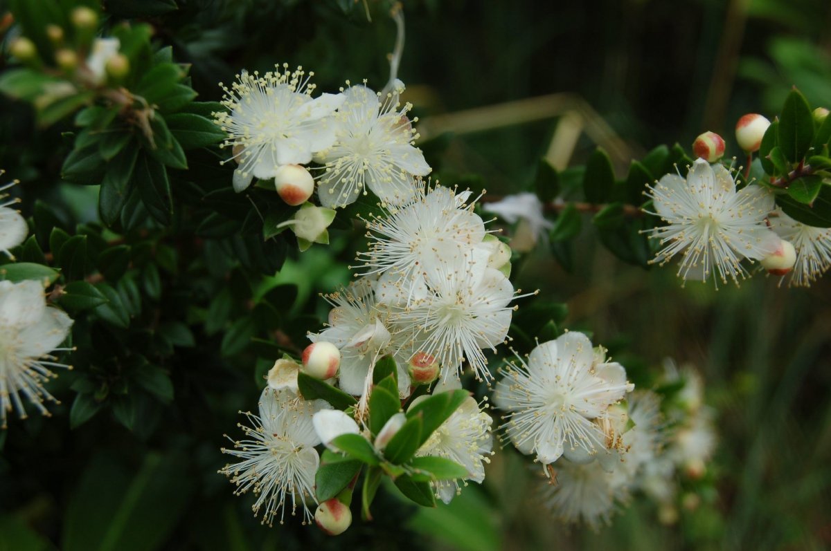 Myrtus communis
