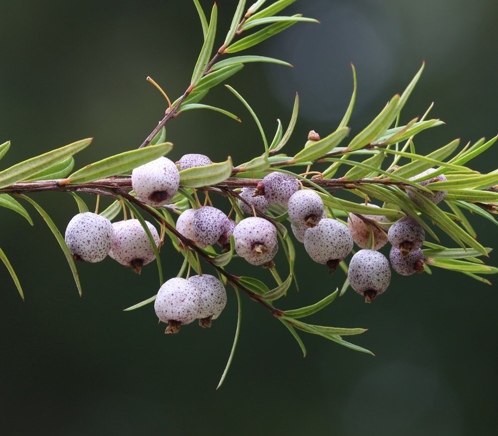 Аустромиртус Austromyrtus Dulcis