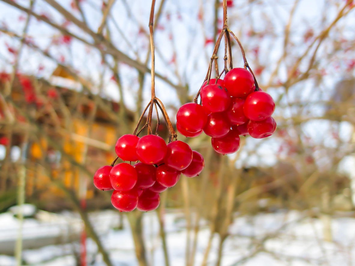 Kalina Berry