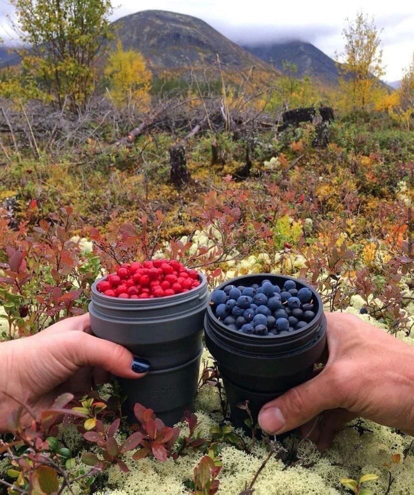 Северные ягоды