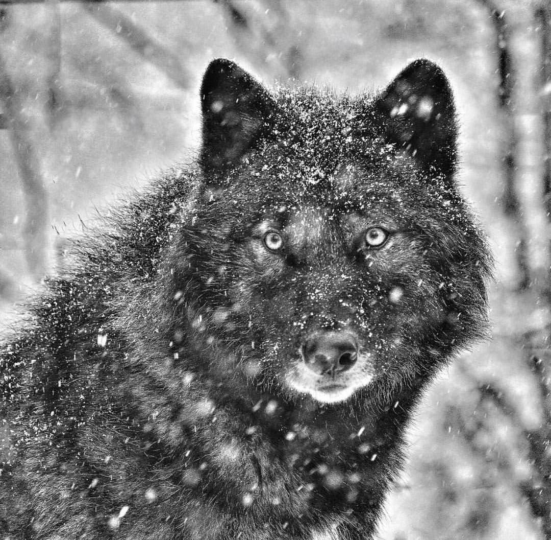 Changed Black Wolf