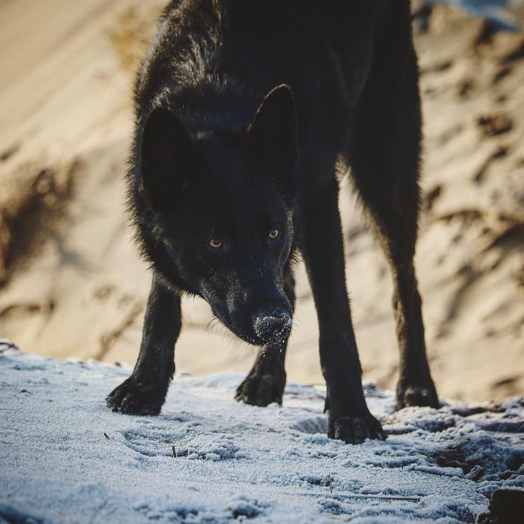 Blackwolf75 сообщества