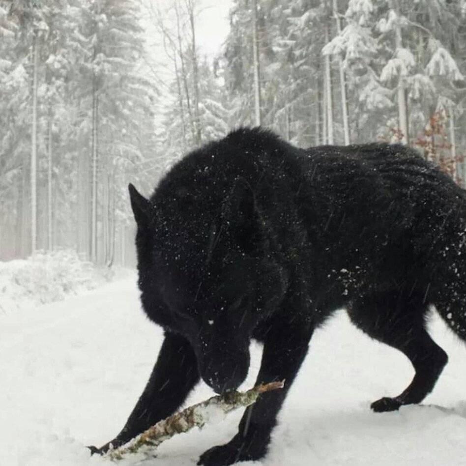 Огромный черный волк