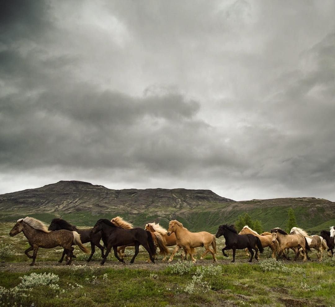 Charge you Horses across the fields