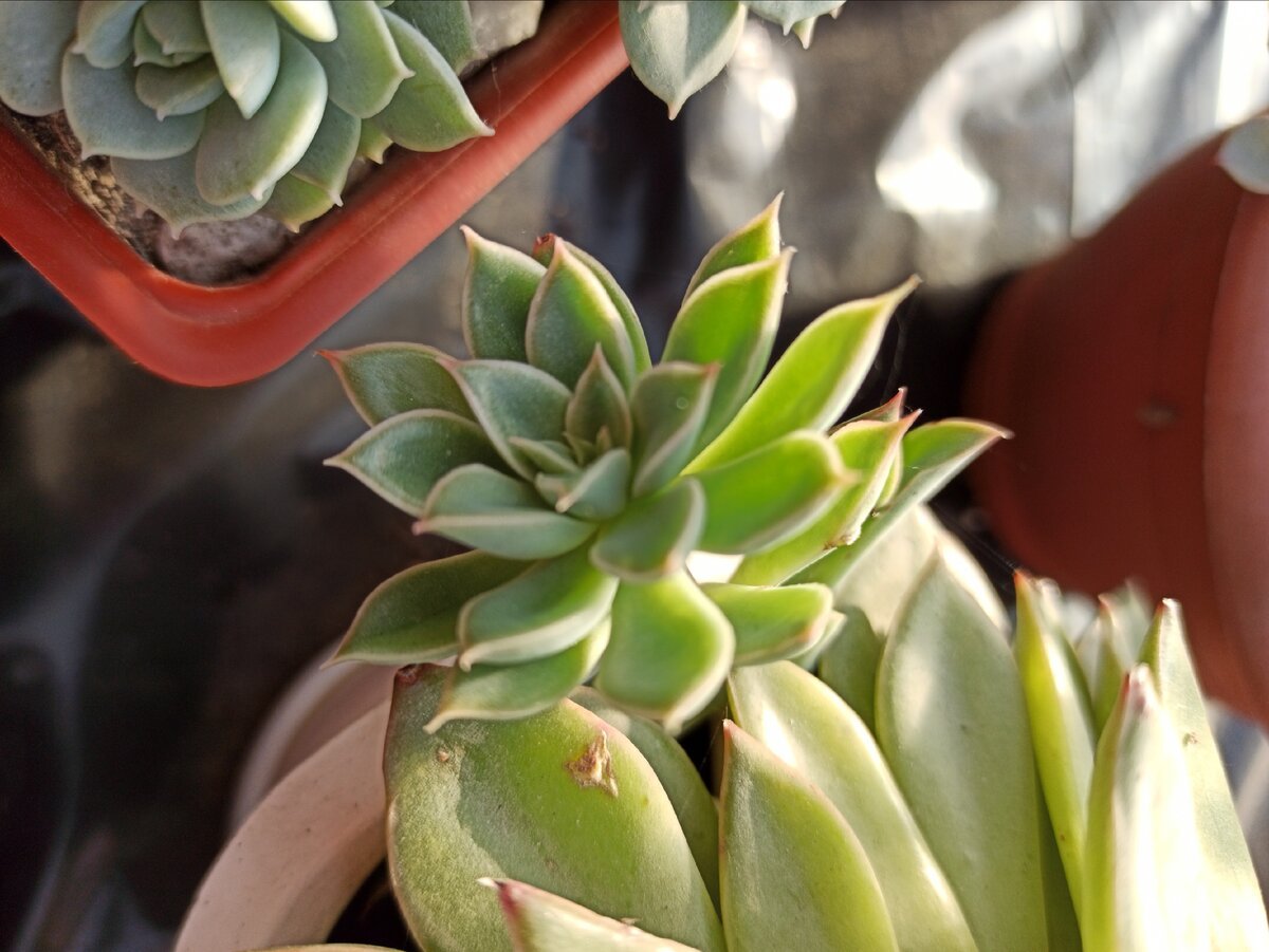 Echeveria pulidonis
