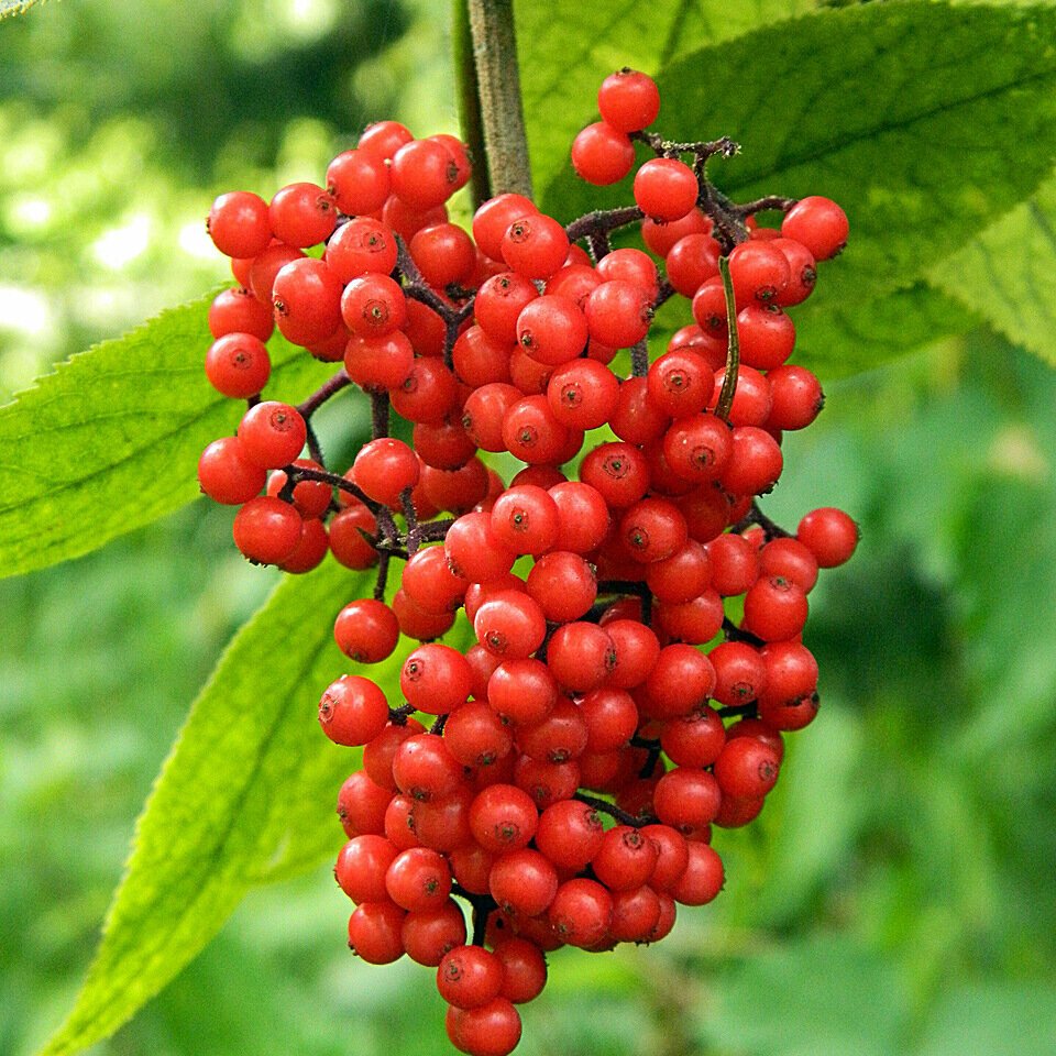 Бузина красная Sambucus