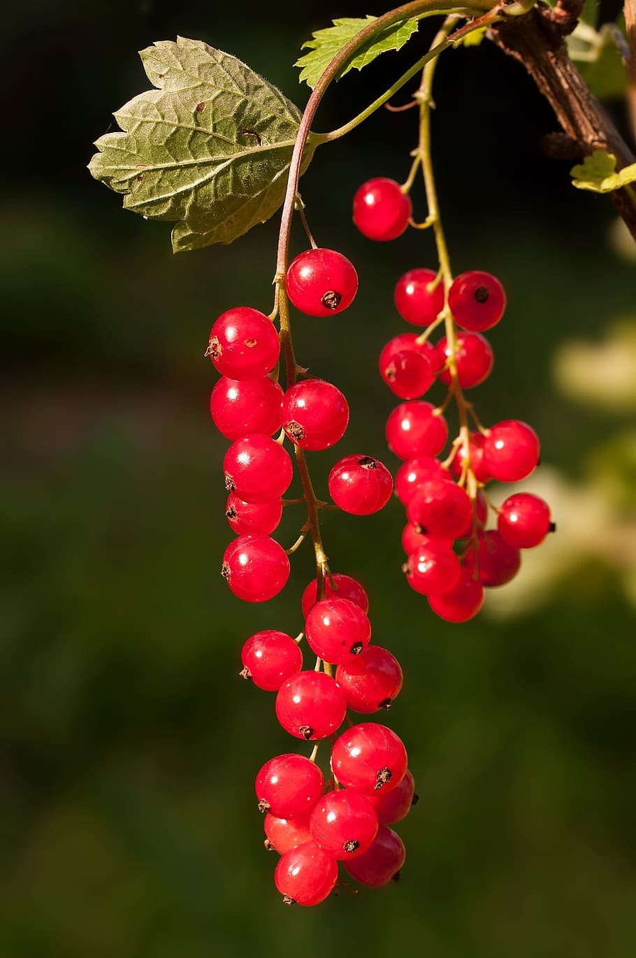 Смородина красная (ribes rubrum розовый жемчуг c5)