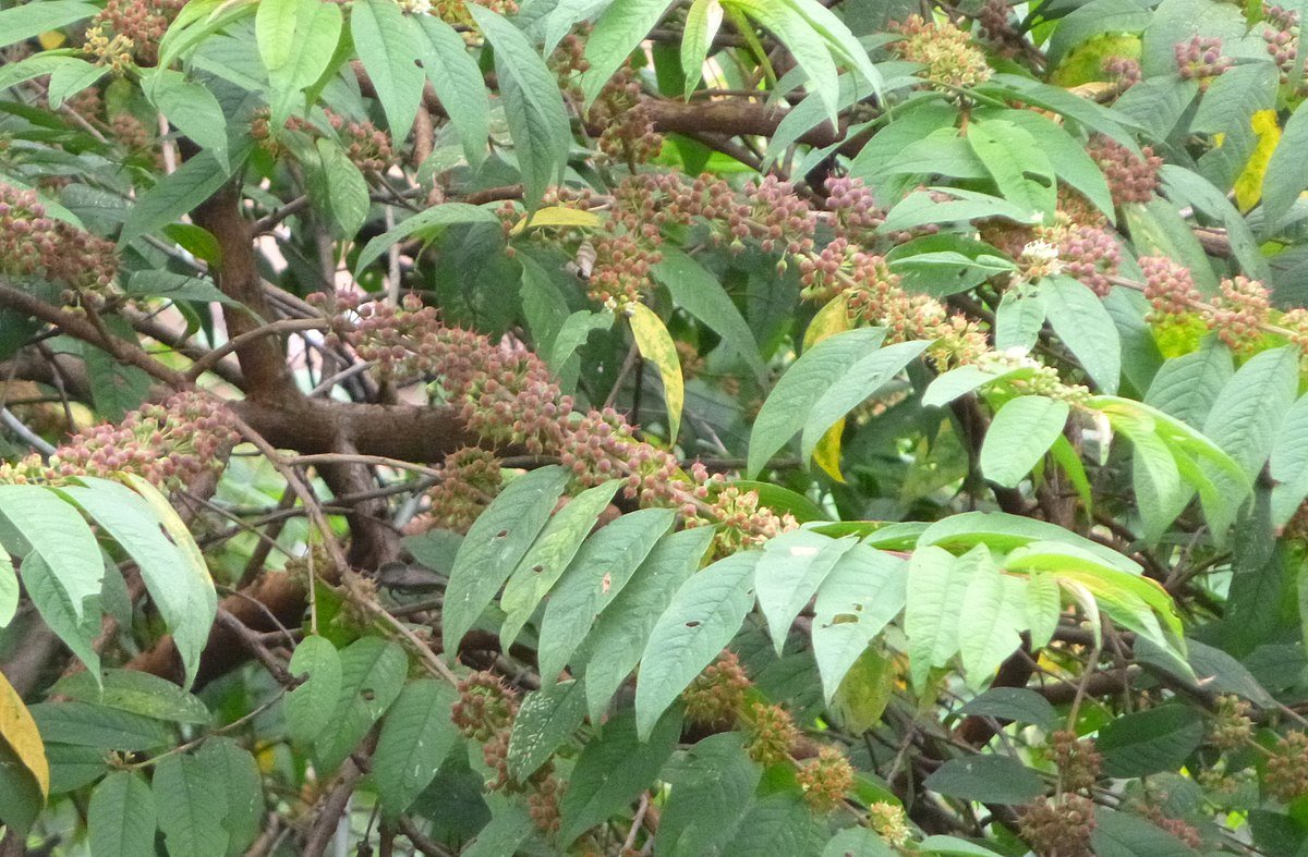 Alchornea floribunda