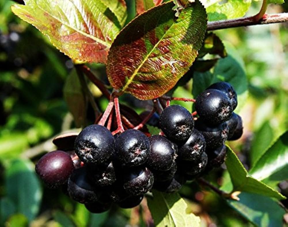 Арония черноплодная (Aronia melanocarpa)