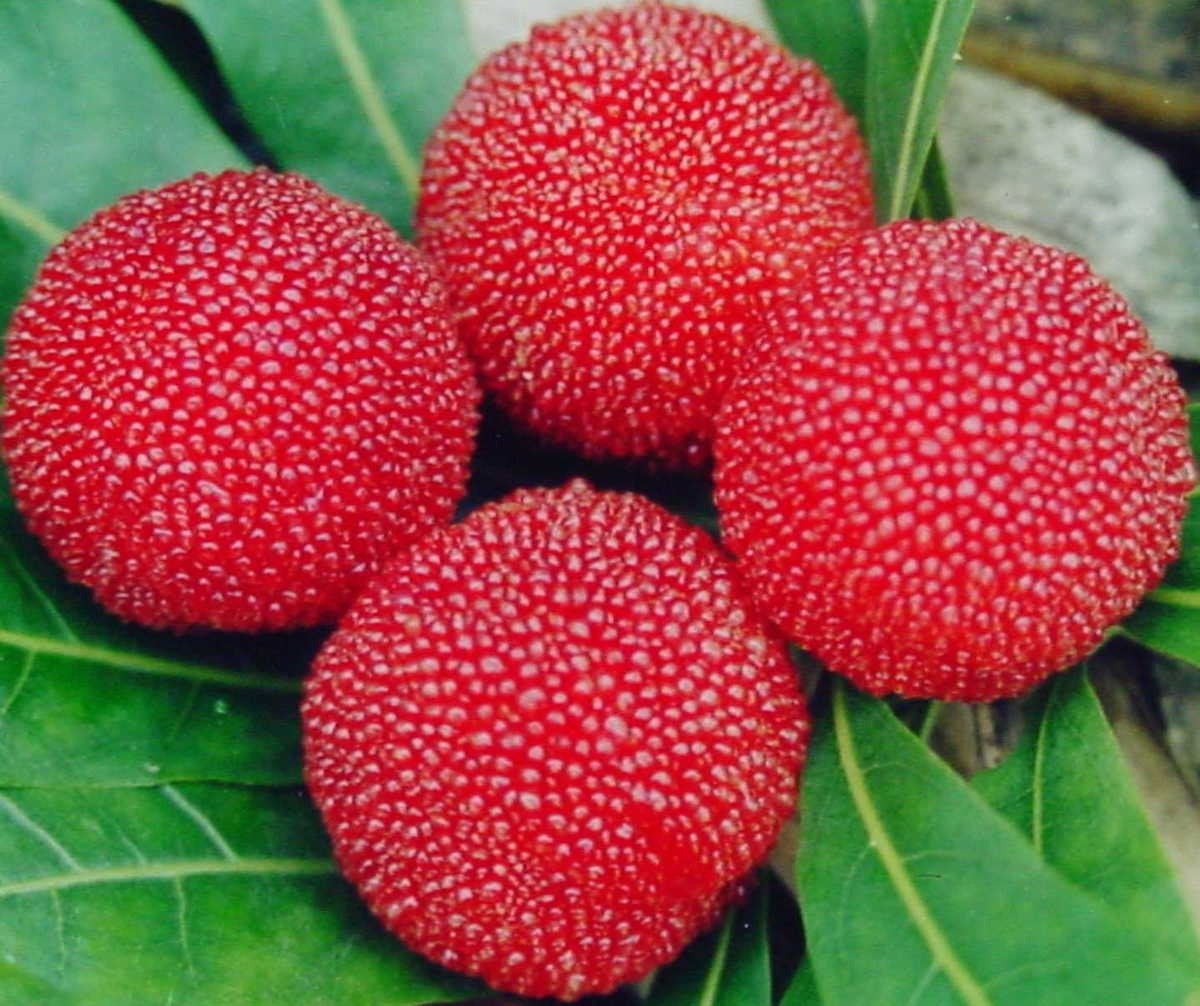 Восковница Myrica rubra