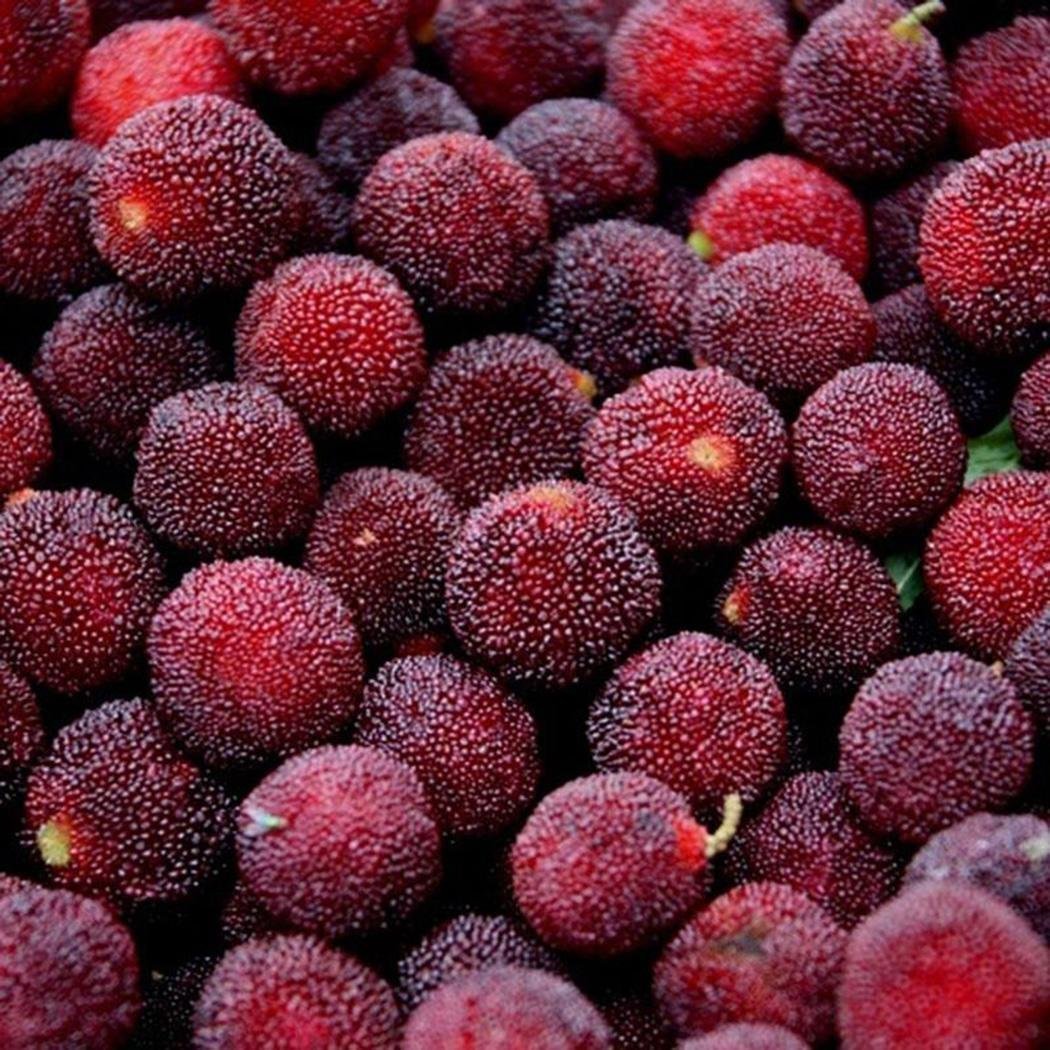 Восковница Myrica rubra