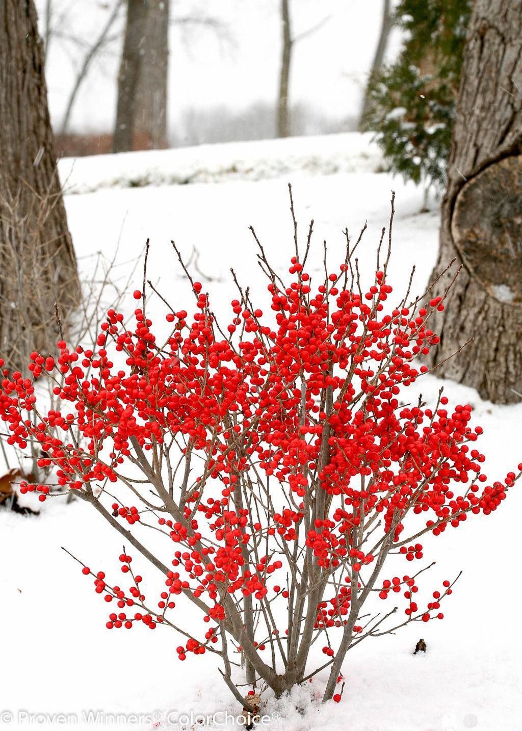 Ilex verticillata