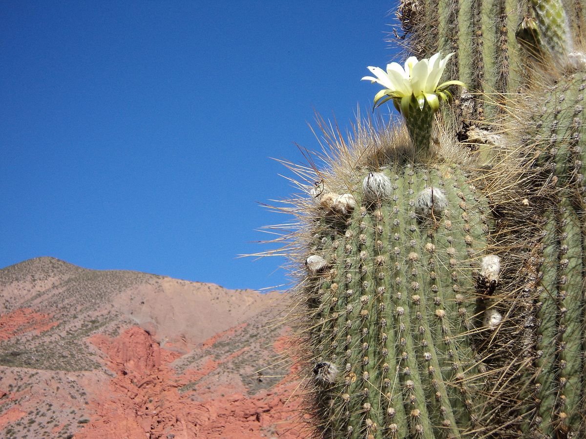 Echinopsis atacamensis