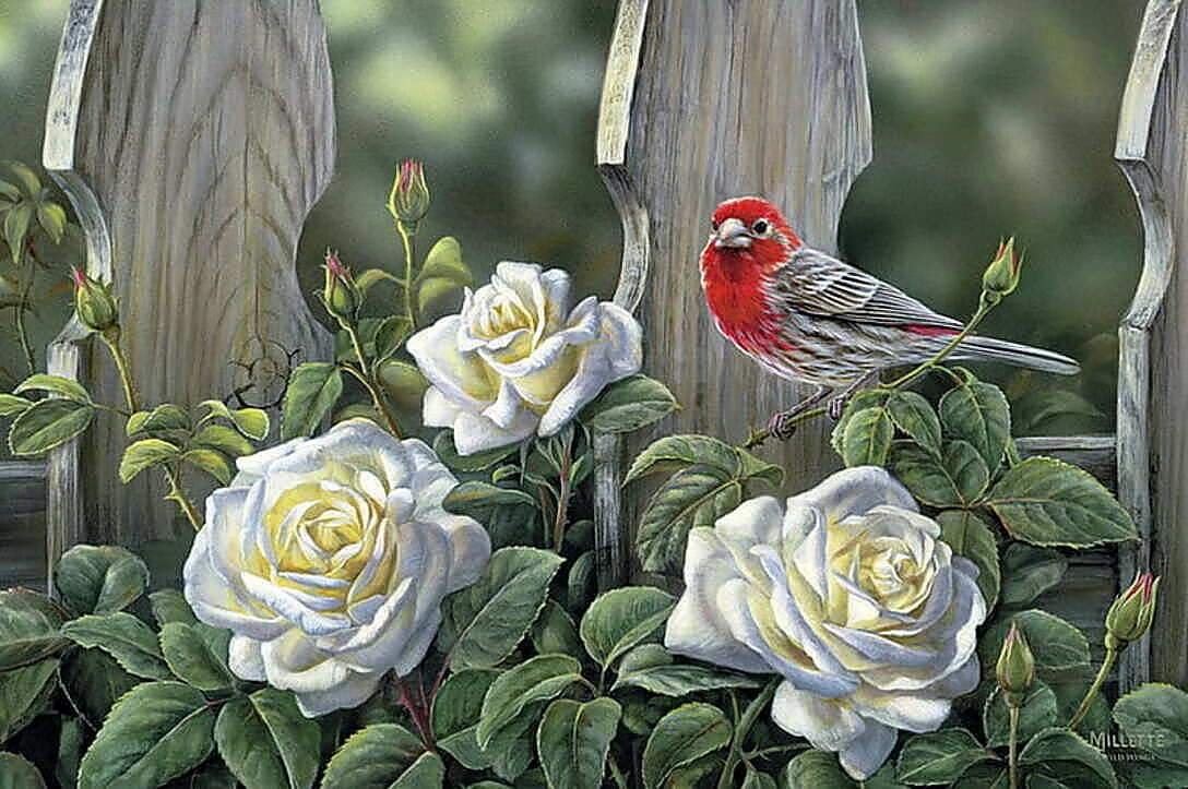 Розмари Миллетт