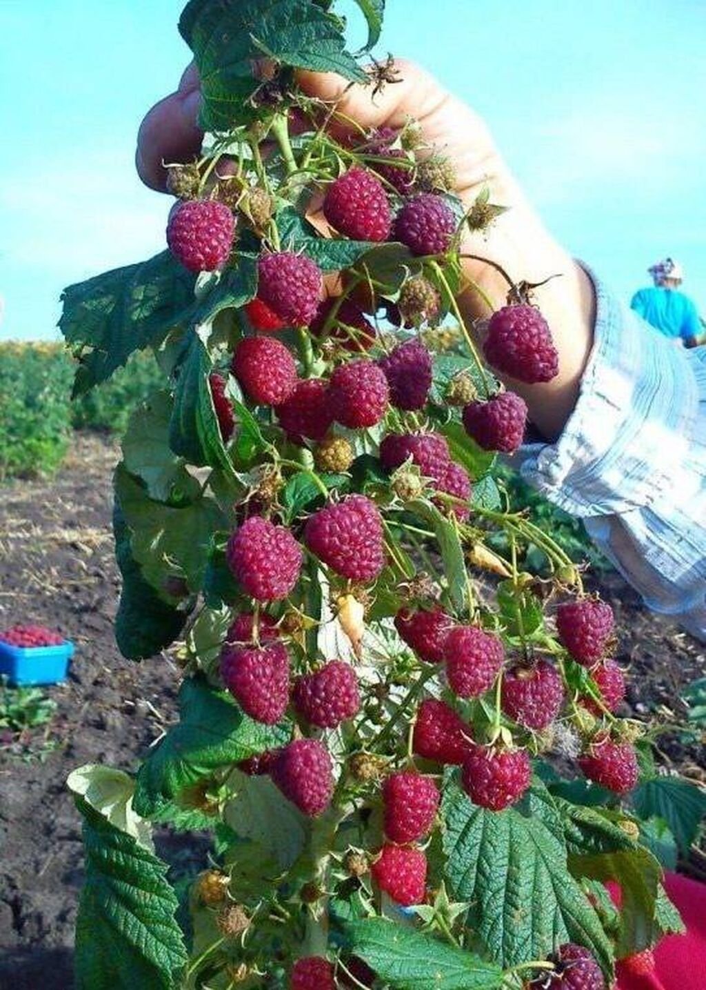 Малина сорт Полана
