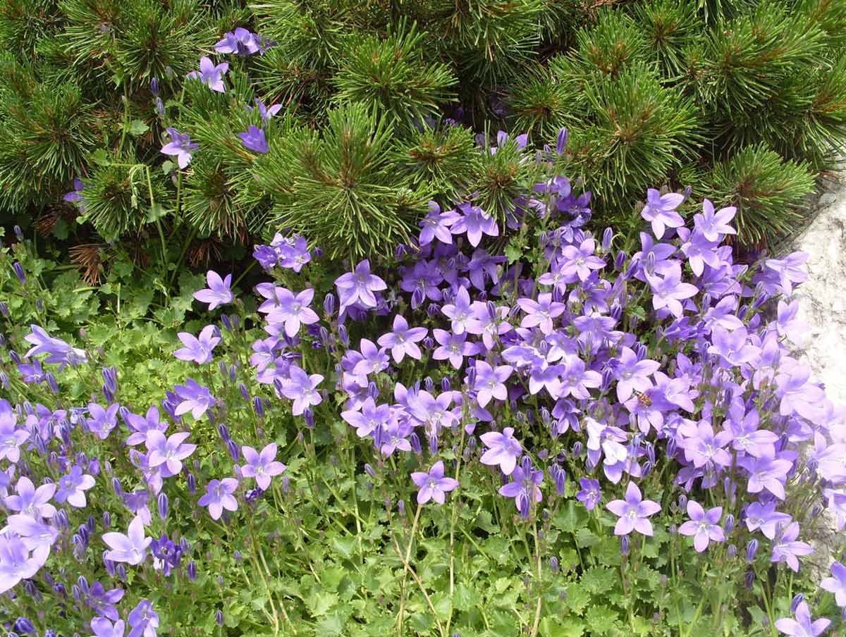 Колокольчик Портеншлага (Campanula portenschlagiana)