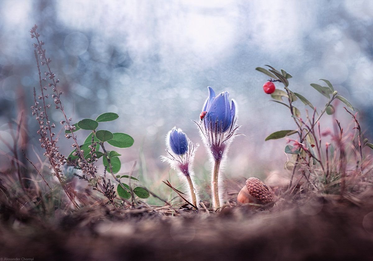 Природа Вдохновение