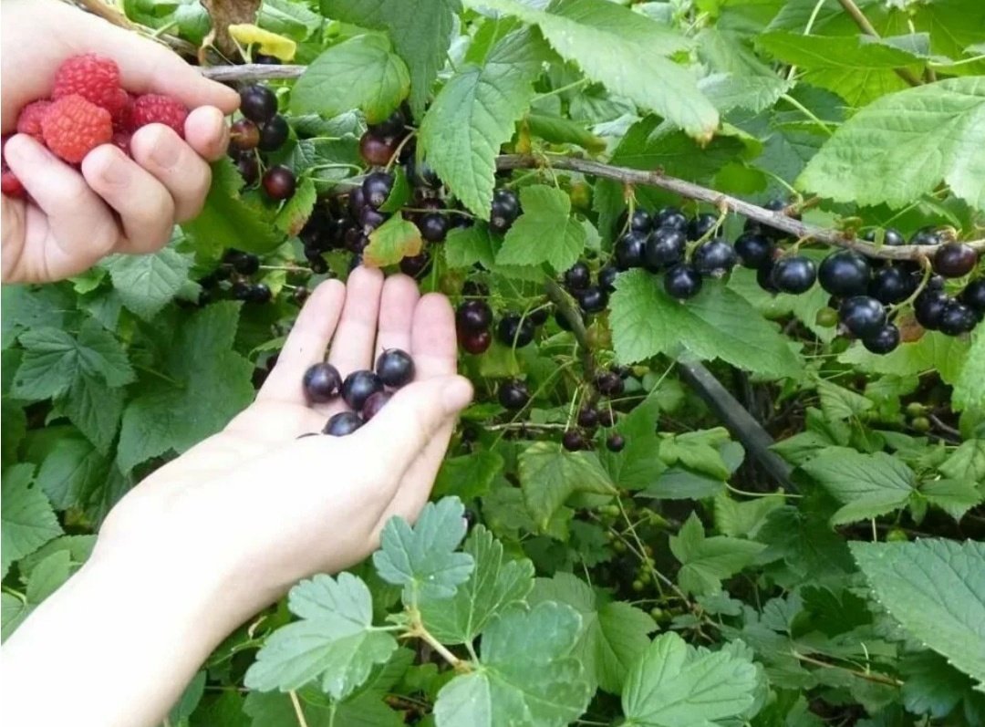 Малина смородина крыжовник кусты