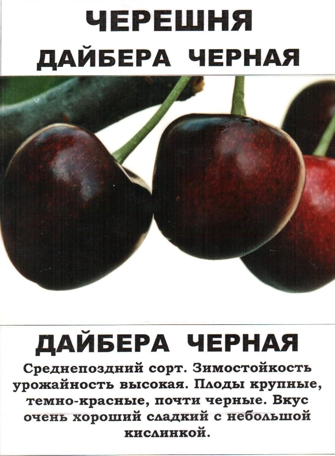 Сорт черешни Дайбера