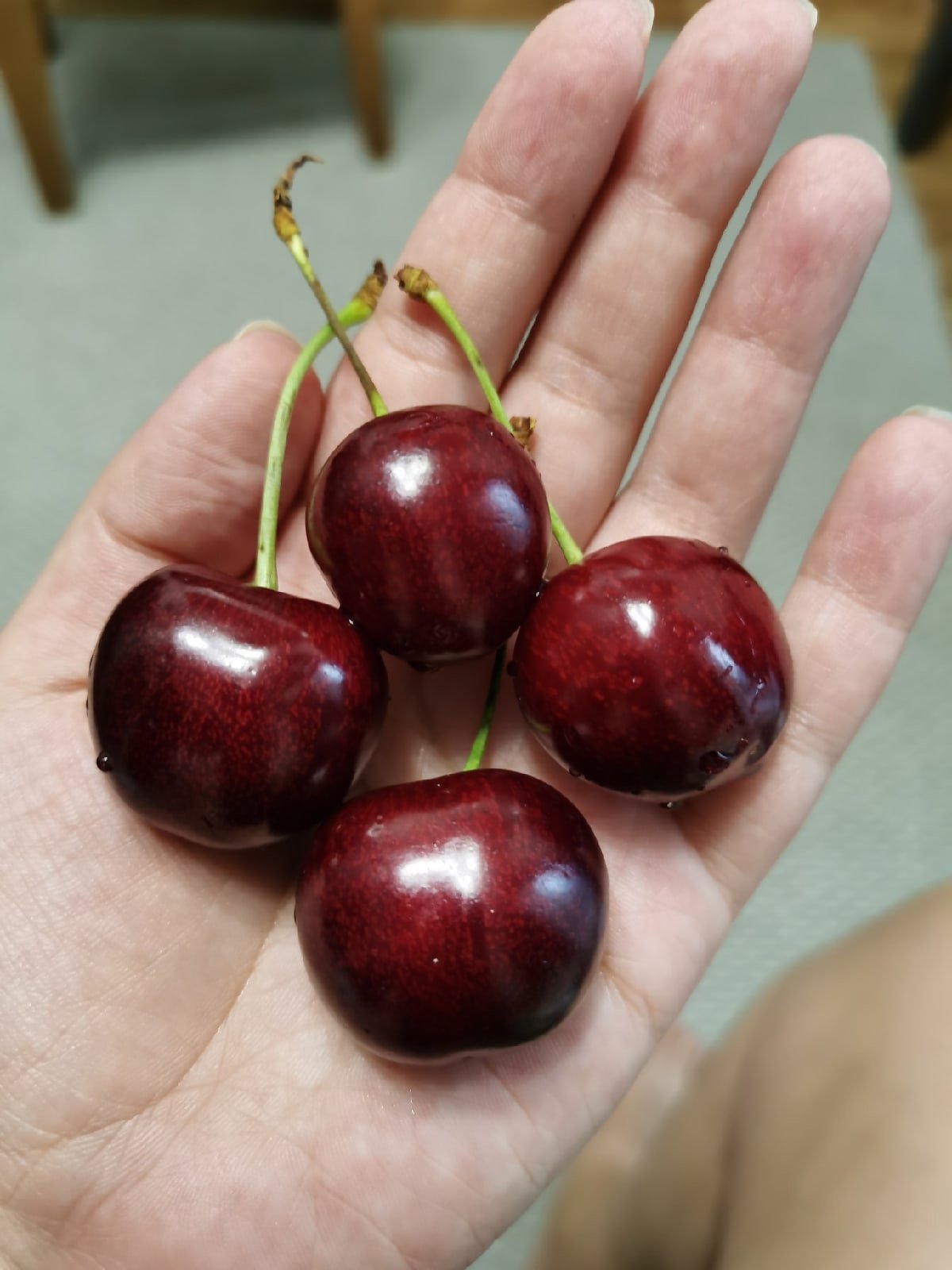 Узбекская черешня