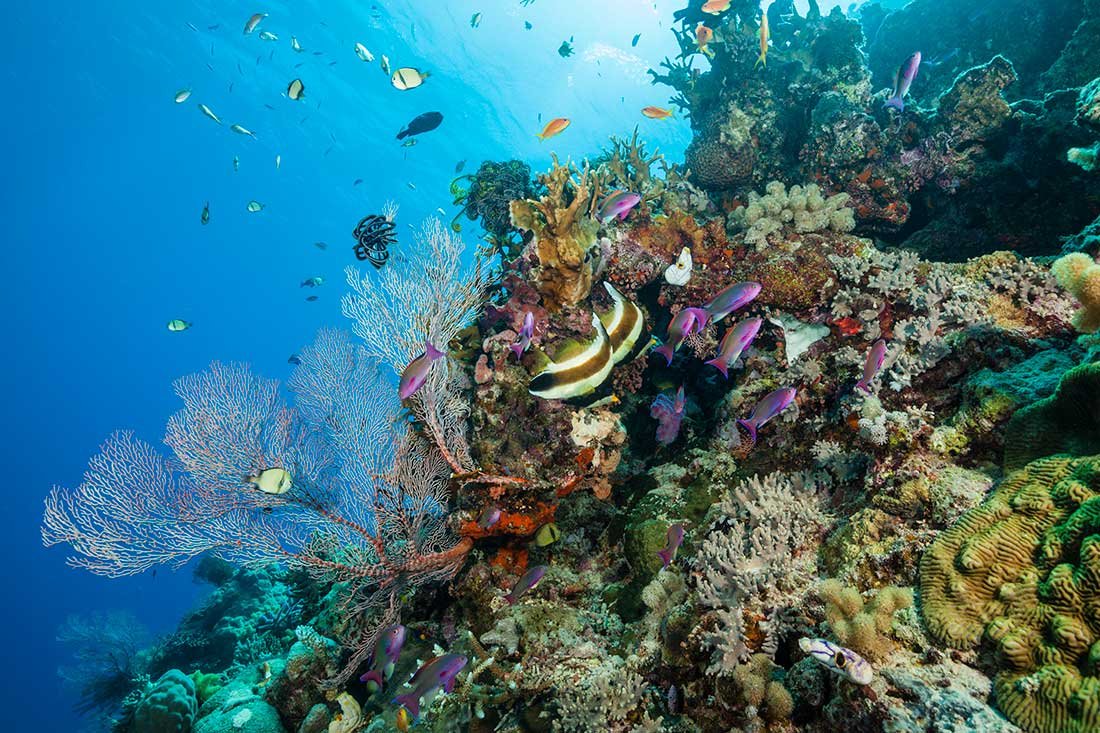Большой Барьерный риф (the great Barrier Reef)