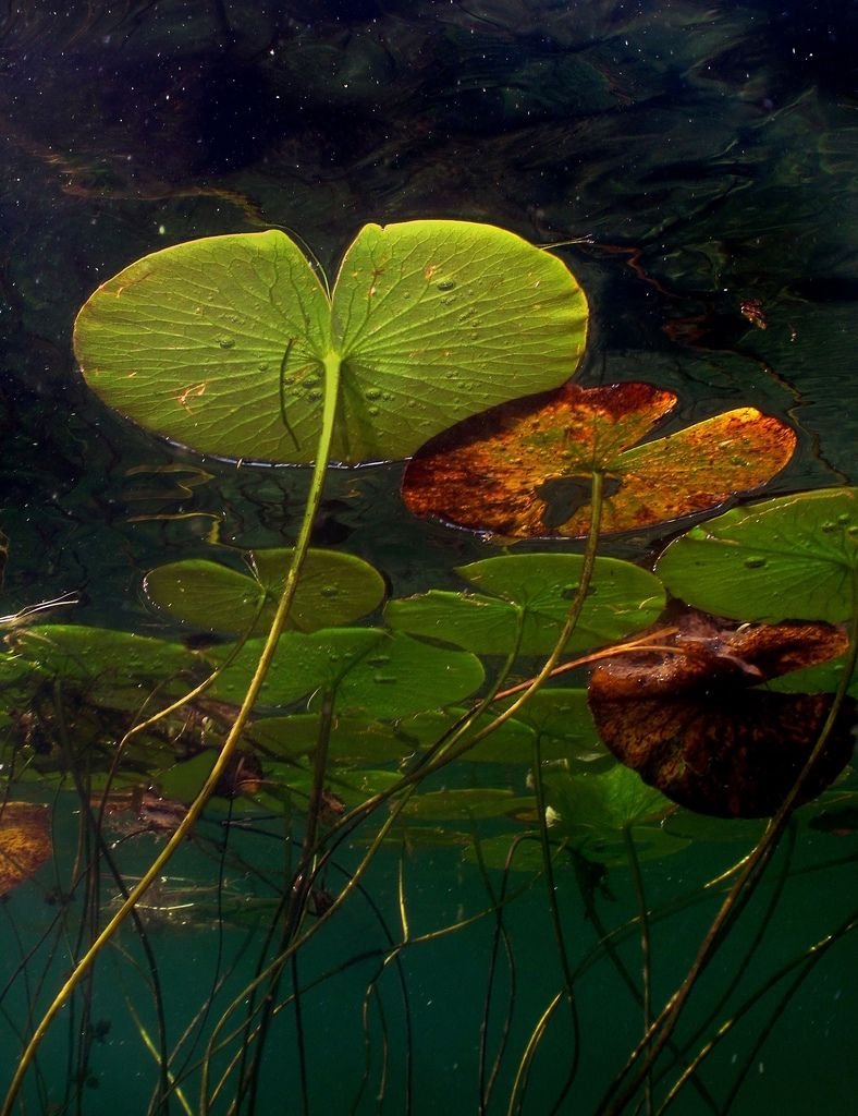 Корень кувшинки