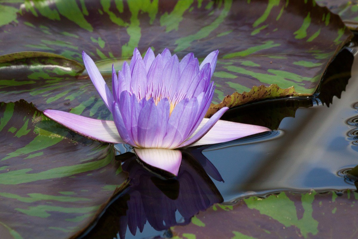 Кувшинка Nymphaea Fabiola