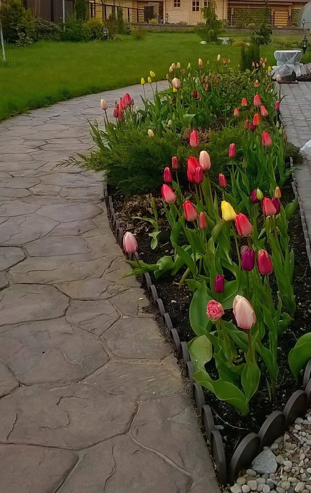 Клумба с тюльпанами