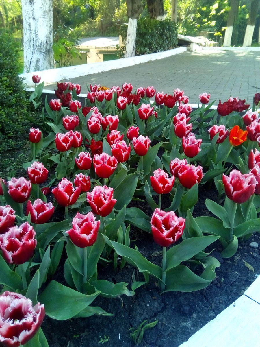 Тюльпан Даллас