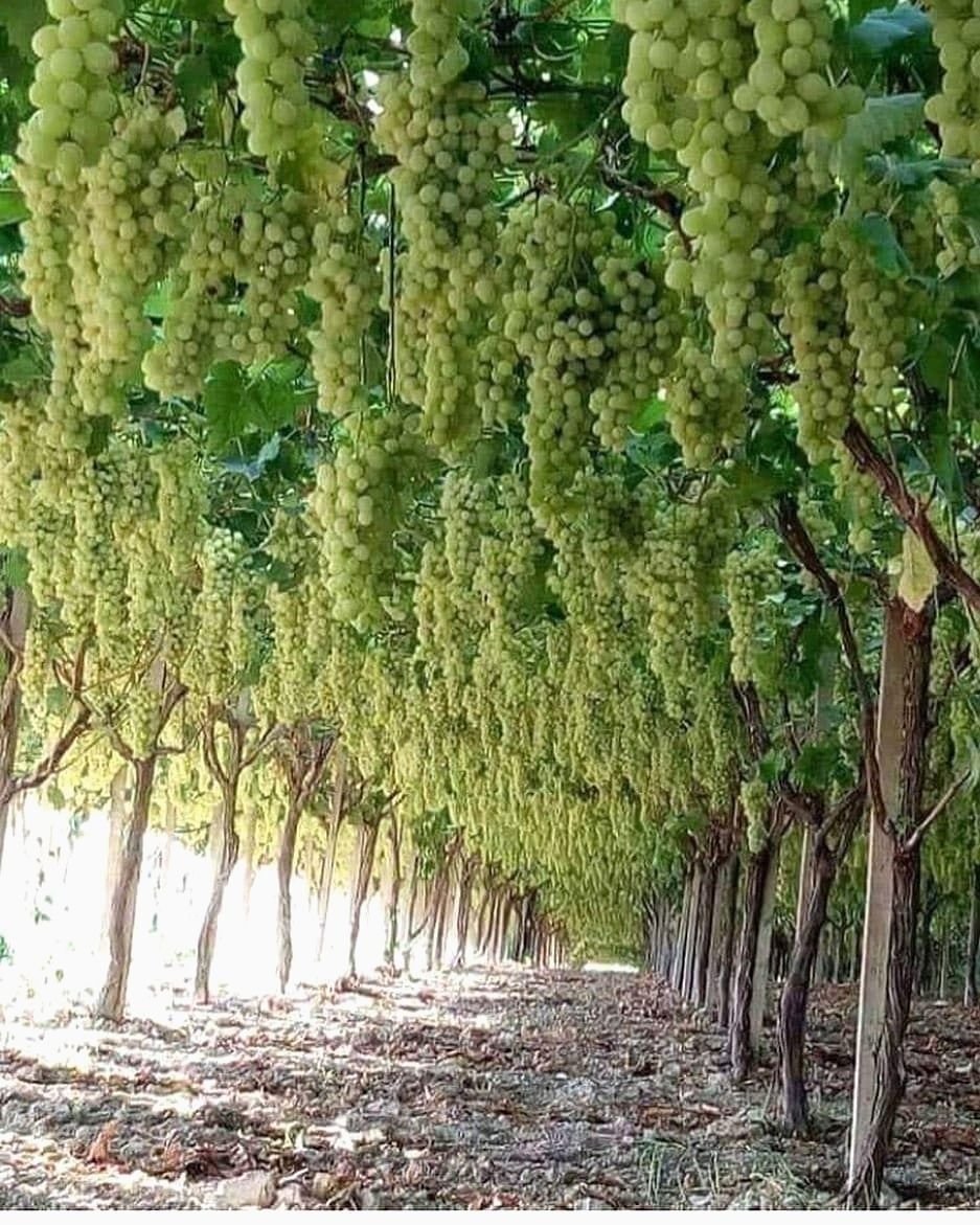 Катаки ангур