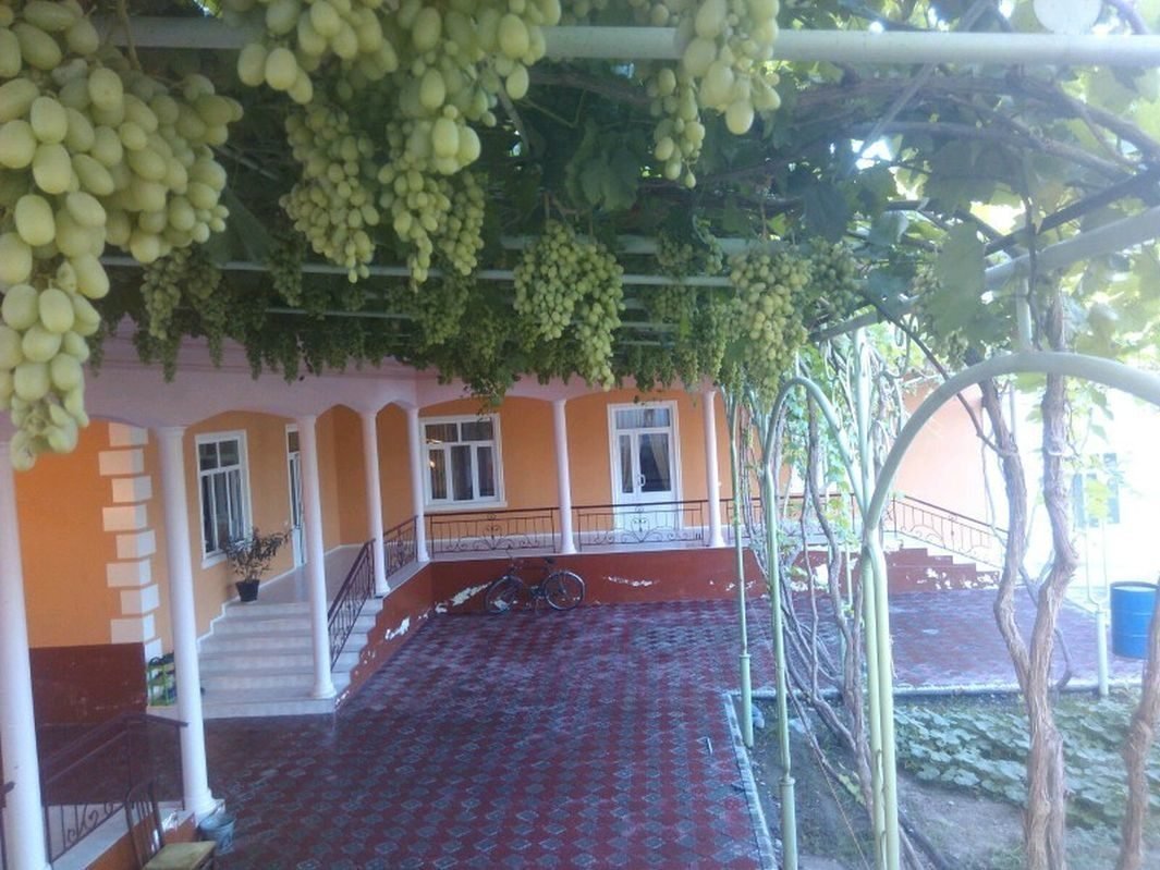 Узбекистан виноградники во дворе