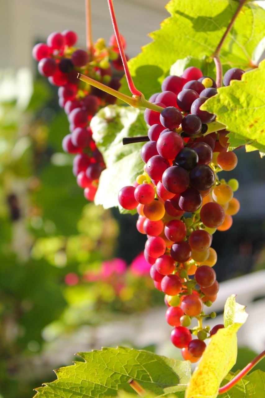 Виноград Vitis