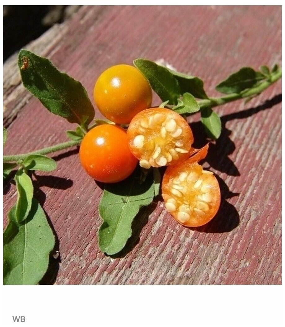 Паслён (Solanum)