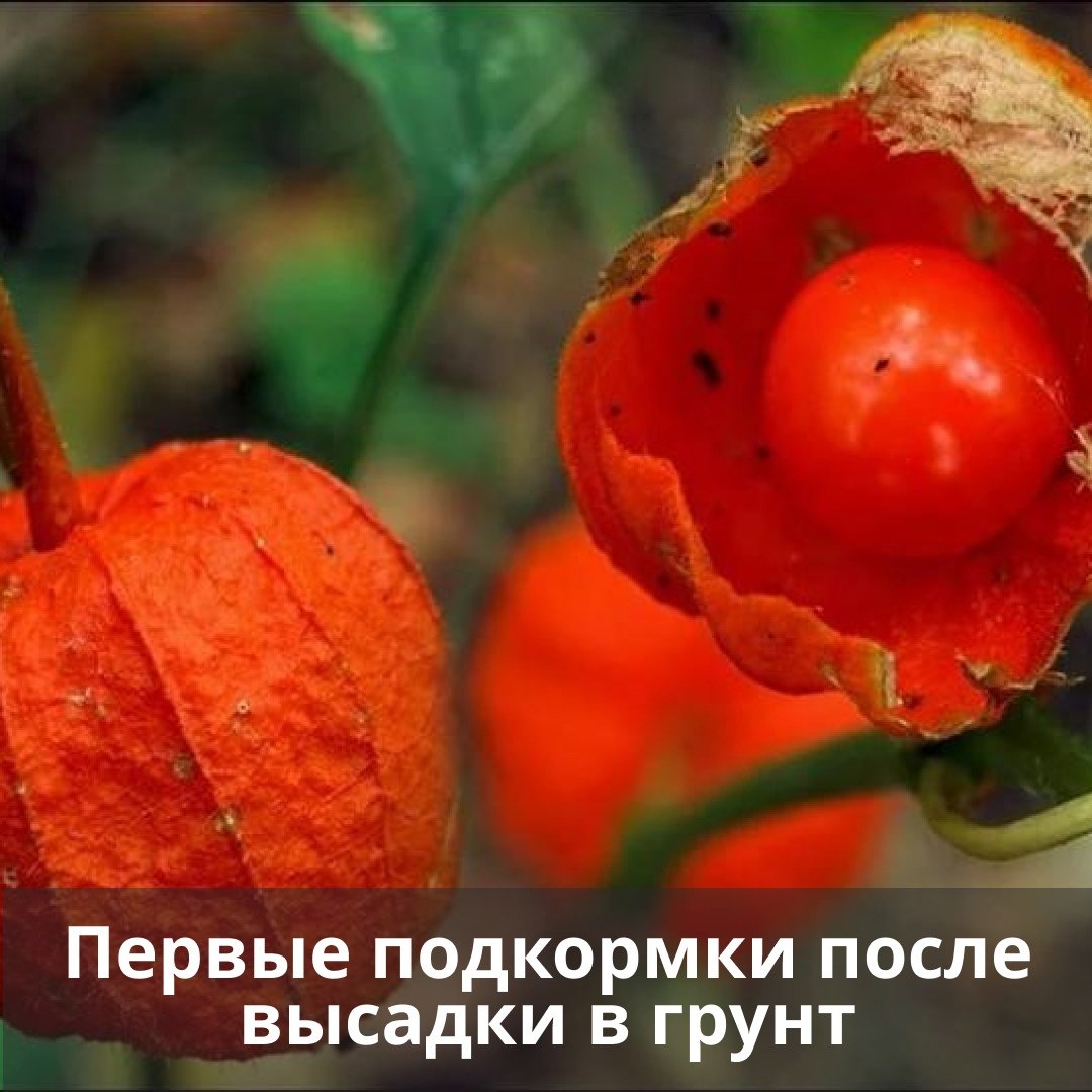 Физалис съедобный
