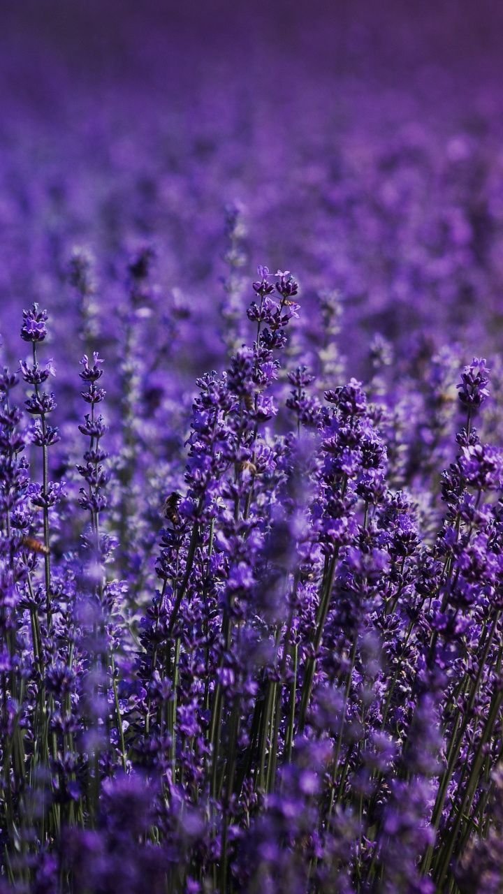 Лаванда Lavender aesthetic