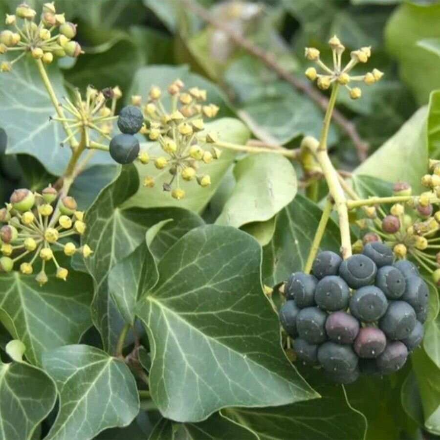 Плющ колхидский arborescens