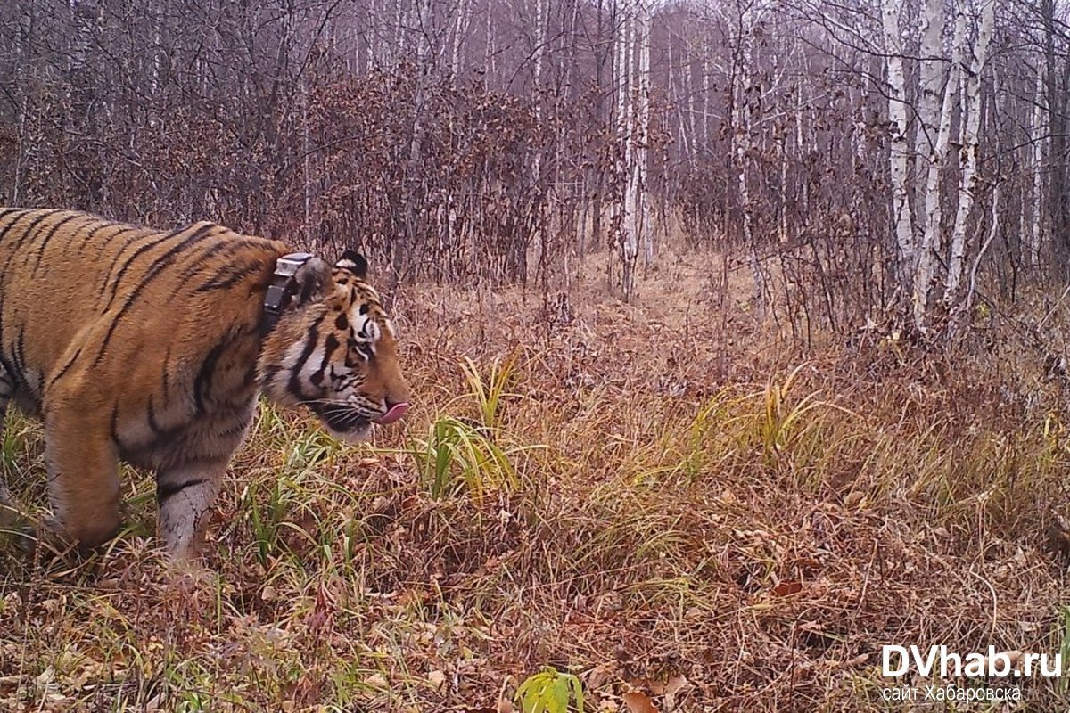 Амурский тигр фотоловушка