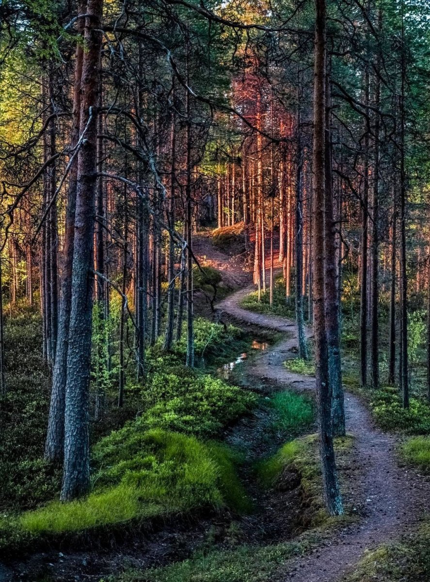 Лес Триллемарка-Роллагсфьелл
