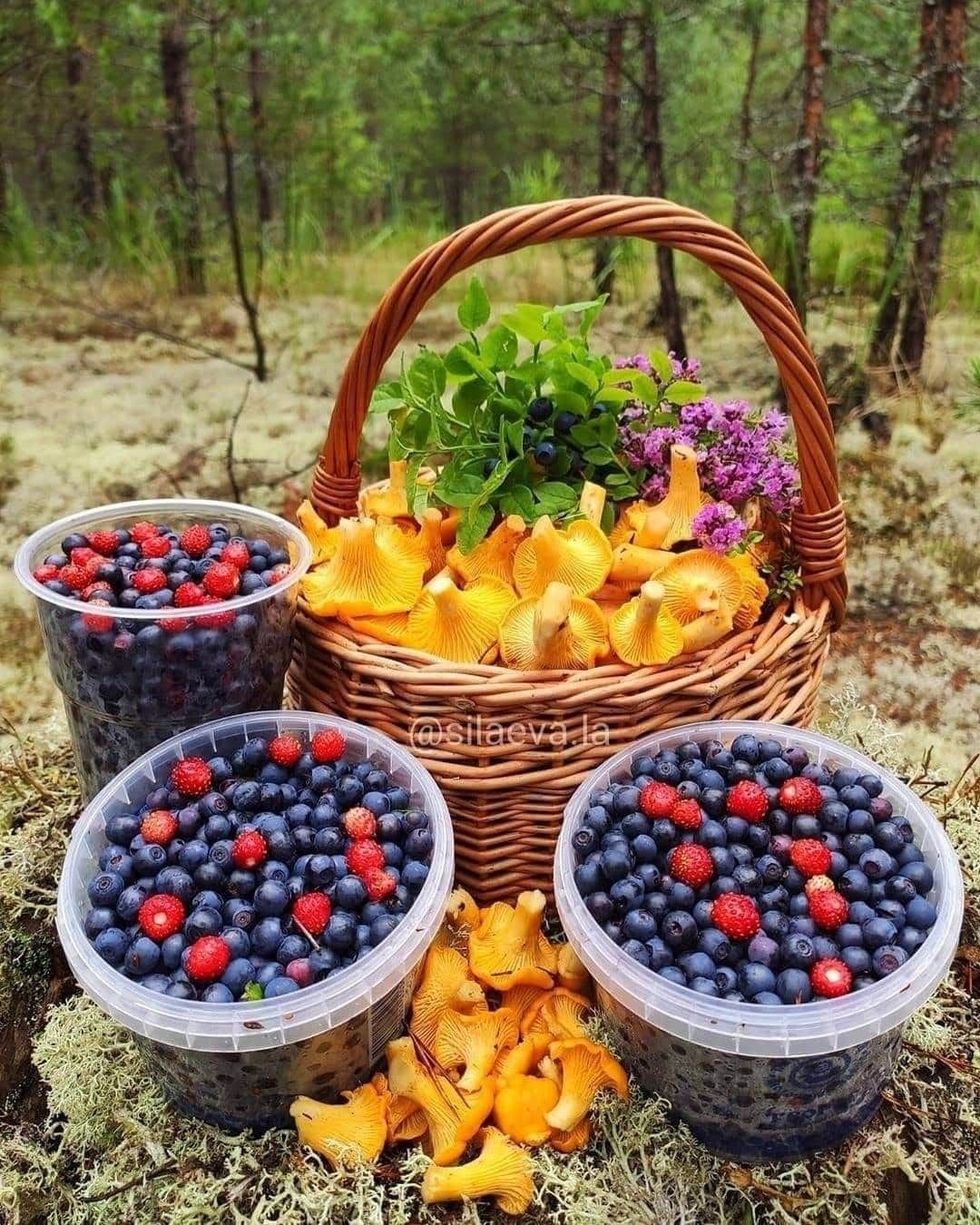 Лес грибы ягоды