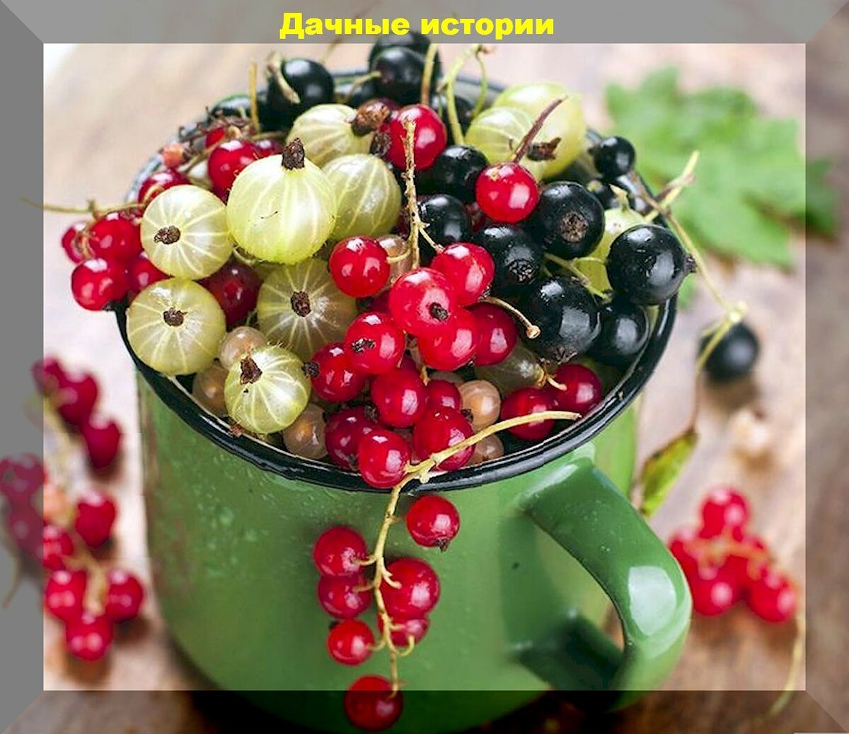 Смородина и крыжовник