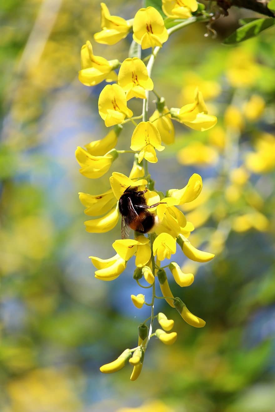 Cassia Fistula (Кассия)