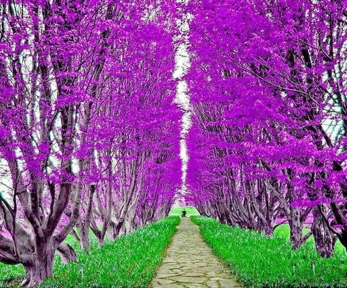 Аллея жакаранды