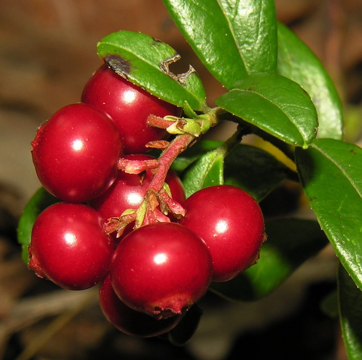Брусника (Vaccinium Vitis-idaea)